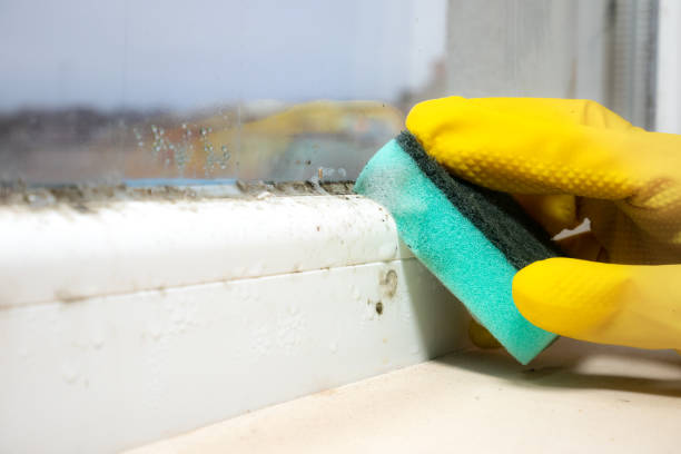 Best Professional Mold Removal  in Wendover, UT