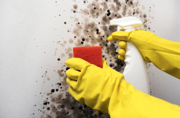 Best Home Mold Removal  in Wendover, UT