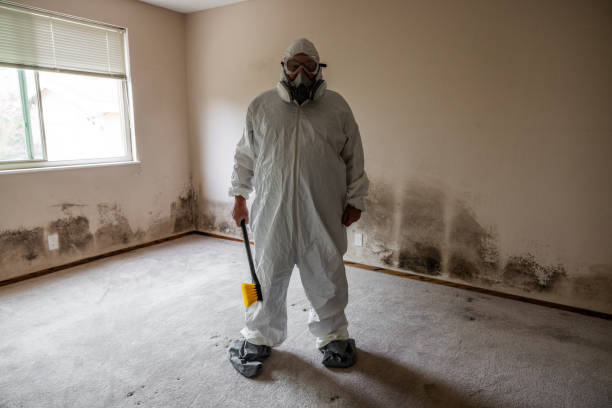 Best Affordable Mold Removal  in Wendover, UT