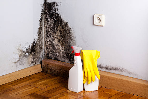 Best Office Mold Removal Services  in Wendover, UT