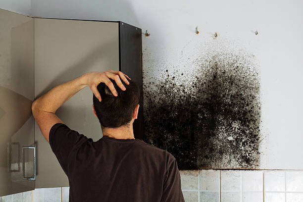 Mold Removal Process in Wendover, UT