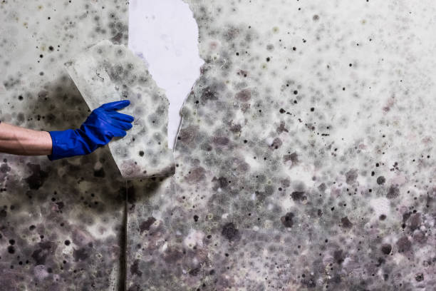 Best Mold Damage Repair  in Wendover, UT