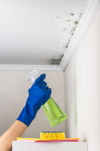 Best Best Mold Removal Companies  in Wendover, UT